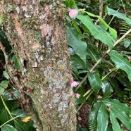 37. Fleurs du Syzygium cymosum .Bois de pomme rouge.( jeunes feuilles rougeâtres et boutons floraux )myrtaceae.endémique Réunion Maurice..jpeg